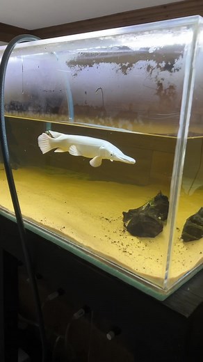 500 Gallon Aquarium Update with Alligator Gar Fish