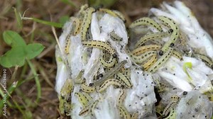 Bird-cherry Ermine (Yponomeuta evonymella) moth. Swarming ball of bird-cherry ermine moth larvae. Many caterpillars crawling in the web. Dangerous pest of gardens, parks and forests