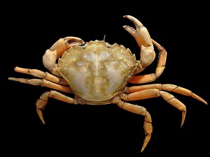 Carcinus - Alchetron, The Free Social Encyclopedia