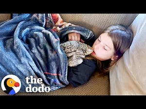 Lizard Who Acts Like A Dog Love To Cuddle With His Sister #Video