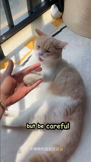 Why Do Cats Bite You Gently? Love Bites vs Real Bites Explained! #cat