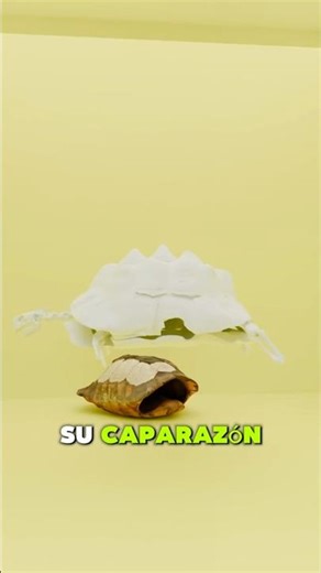 Can turtles live without their shells? 🐢🚫