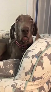 6.3K views · 289 reactions | When you zone out in a Zoom meeting and someone asks you a question... @ghosttheweim on Instagram | Natural Dog Company | Facebook
