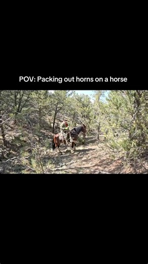 Half Draft Horse Getting Loaded Up With Sheds! Let’s go! #explore