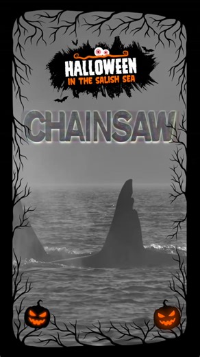 🎃 👻 Happy Halloween! 👻 🎃 Who needs scary movies when you have whales like this roaming the Salish Sea? ⛓️🪚 Say his name three times and the legendary Chainsaw might make an appearance today 👀 | Orca Behavior Institute