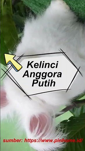 7 Jenis Kelinci Anggora