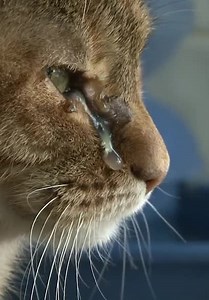 Confessions: Animal Hoarding S01:E03 - Lolette and Robin