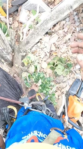 Teak tree pruning. #chainsaw #pruning #cutting | Aubrey Ward | Facebook