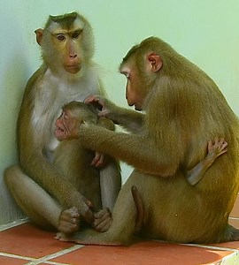 Heartbreaking to push from mommy chest during weaning quickly | Wild Monkey Zone