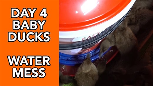 Farmers struggle to manage the messy water habits of ducklings