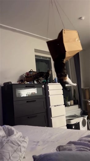 Funny Cat Videos to Brighten Your Day