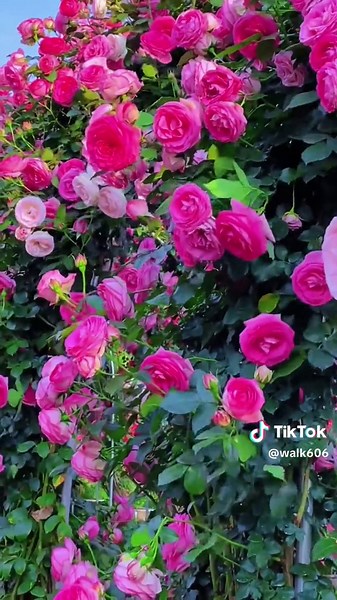 Beautiful Flower Garden Scenery Video Compilation