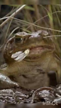 Deadly Cane Toad Invasion in Australia | Keelback Snake & Ants Fight Back