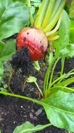 This is the first year I’ve raised a lot of beets!