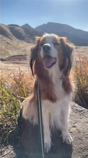 ハイキングを楽しむコイケルボーイ。