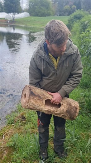 @arborgrub on Instagram: "Putting our hollowed out logs to use in the aquatic environment for frog habitat. These creations have so many uses for a wide variety of species in different environments. #habitat #hollowsforhabitat #wildlife #endangeredspecies #treework #habitatcreation #arborgrub"