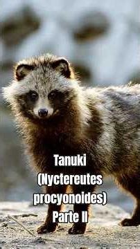 The raccoon dog: a very different canid