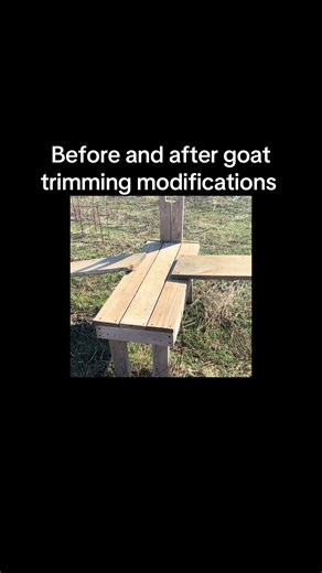 Reusing wood to modify goat trimming platform#homestead #goats #countrylife