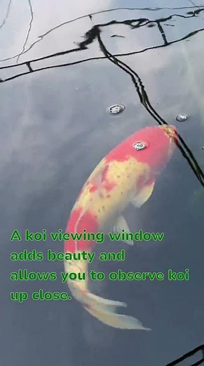 DIY: How to Build a Koi Viewing Window in Your Pond #koipond #koiviewingwindow #diykoipond