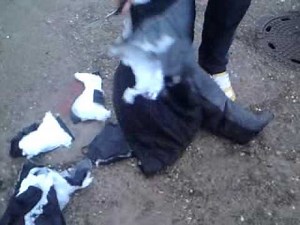 Ripping Winter Girl Jacket