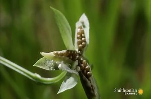 Stunning slow-motion footage shows how some plants explode to disperse seeds.
