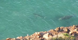 Great white shark CHASED away by a 3-ton elephant seal in rare footage