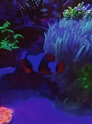 REEF LIFE #fyppppppppppppppppppppppp #malaysia