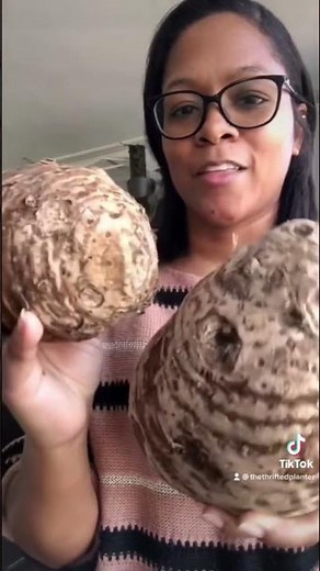 Elephant Ear Plant | How to start from bulb #elephantearplant #gardening #houseplants