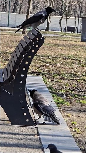 This Crow Wouldn’t Leave Her Alone 😳