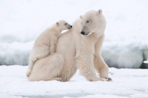 Where Do Polar Bears Live? 5 Regions and Countries You'll Find Them