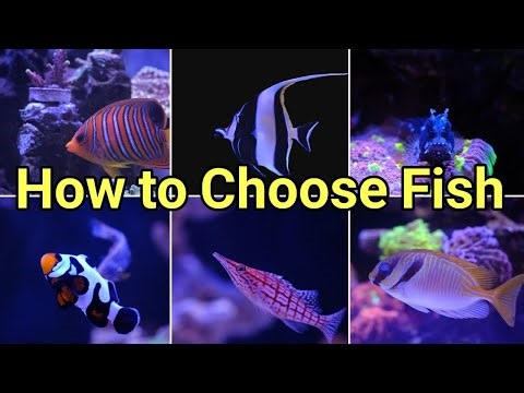 The 10 Criteria for Selecting Saltwater Fish | The Prestige Reef Dork Show Ep 110