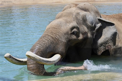 Elephant-Size Shot Alleviates Joint Pain for Sabu - Cincinnati Zoo & Botanical Garden