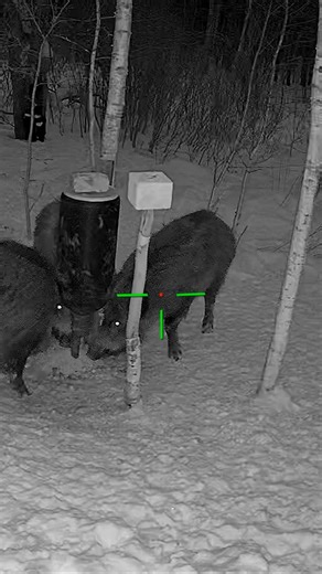 Close Encounter with a Wild Hog #shorts #hunting