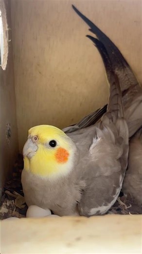 #cockatiel #birds #cockatielbird #cockatielsinging #cockatielsound #parrot #pets #ytshorts #shorts