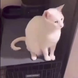 Tf2 cat again again again. #tf2cat #tf2 #xyzbca #bread #fypシ | cat
