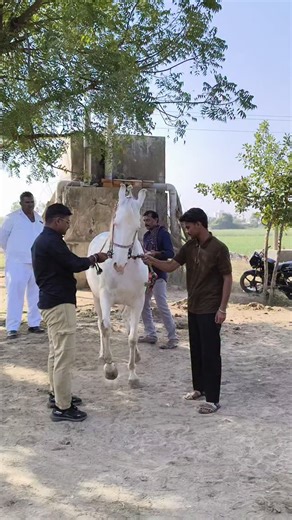 Malik Darbar Maksudkhan | Royal Ruby farm Mera 🐎💫😎 | Instagram
