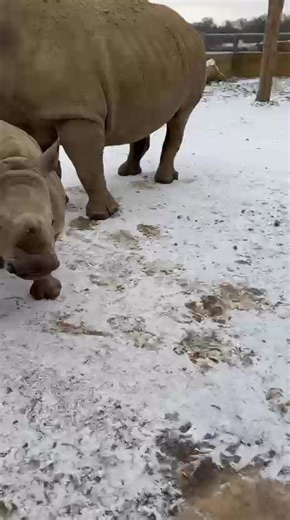 Markus's sibling Mo reaction to seeing snow for the first time. | Cotswold Wildlife Park and Gardens