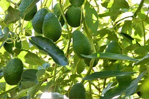 Avokado Yaprağının Bilmediğiniz 15 Faydası - Nefis Yemek Tarifleri