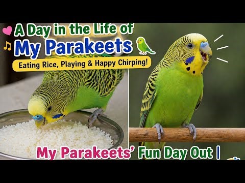 Cute Parakeets Enjoying Their Day 🌾 Chirping, Playing and Sleeping