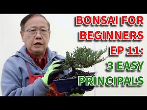 Three easy principals for juniper bonsai care. Bonsai For Beginners EP 11.