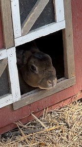 3.8K views · 17 reactions | That wasn’t what I was expecting  #cute | Chandy Emerson | Facebook