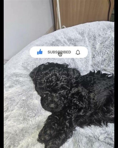 Kimchi – A Sweet Cavapoo Puppy Looking for Her Forever Home! 💕