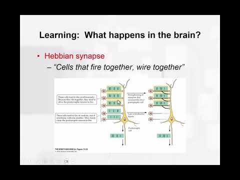 Chapter 10 - The Hebbian Synapse