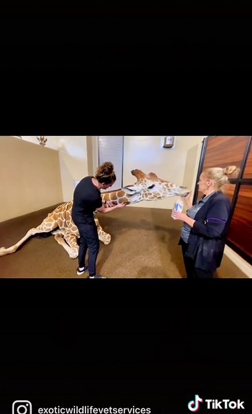 Giraffe blood draw 🦒🩸#Giraffe #Veterinary #VeterinaryMedicine