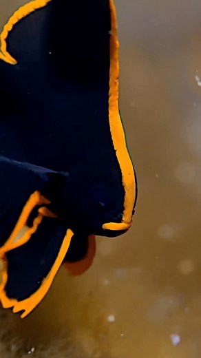 Predatory Fins ® | Rare & Exotic Fish Store on Instagram: "Can you identify this fish?! 🐟🤔 🎥 @bottomtimemedia #fish #aquarium #aquariumhobby #aquariumfish #aquariumlife #fishkeeping #fishkeepingcommunity #fishkeepersofinstagram #exotic #color #colorfull"