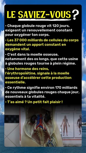 2 millions de globules rouges par seconde : le pourquoi
