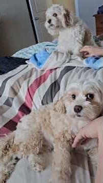 play growls and Play whines with them..Cockapoo's otis and Elsa/ cute dogs