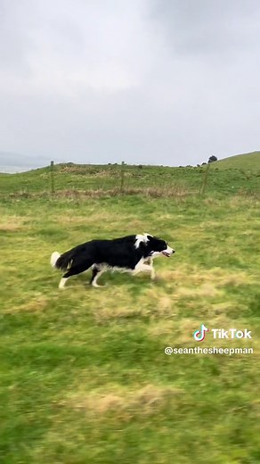 Epic Border Collie Running Full Speed | Amazing Dog Sprinting Video