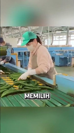 Canggihnya Pertanian Timun di Jepang. #faktamenarik