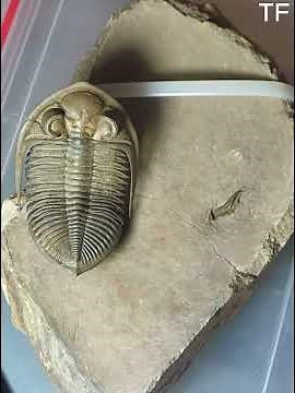 Rare Fossil - Stunning 400-Million-Year-Old Fossil: Odontochile Hausmanni Trilobite from Morocco!
